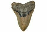Fossil Megalodon Tooth - Huge NC Meg #328313-1